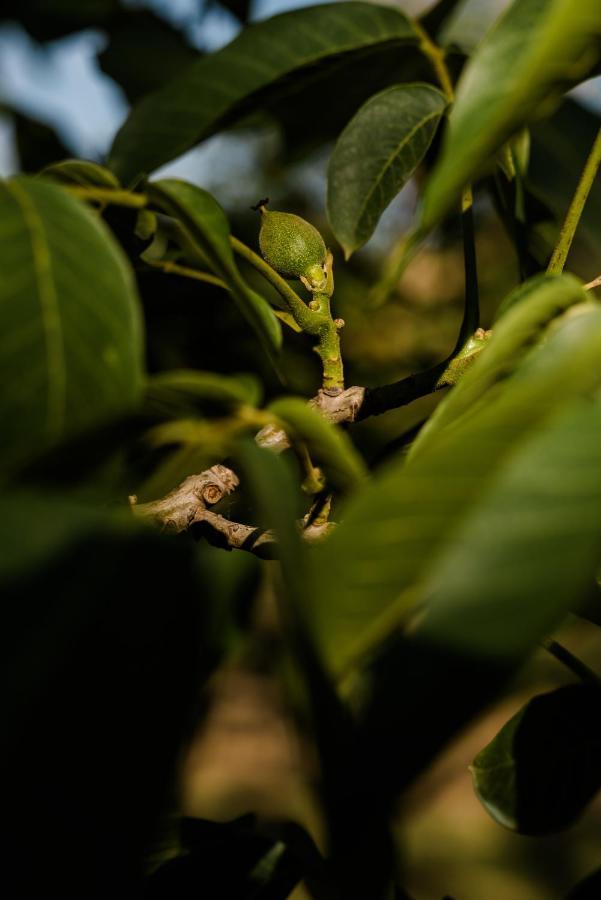 Walnut Tree Cottages Whorouly المظهر الخارجي الصورة